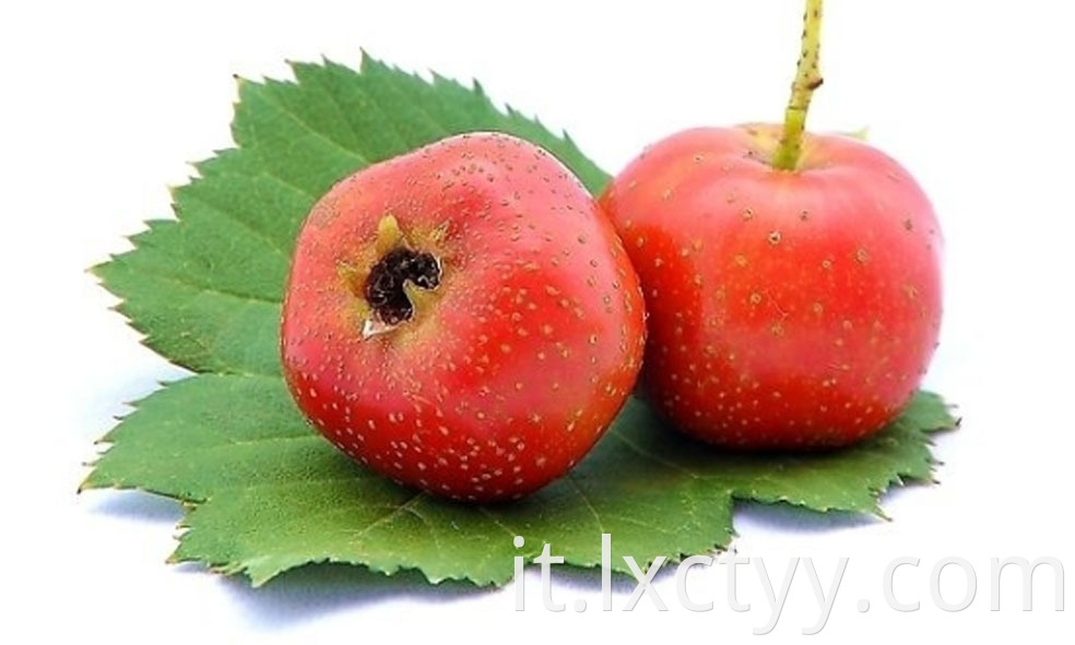 dried hawthorn berry plants